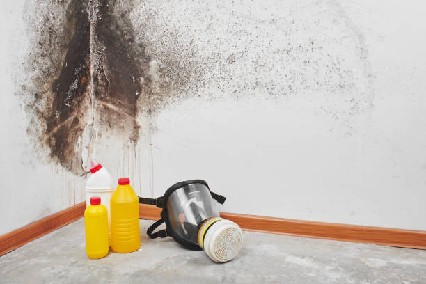 Manitou Springs, CO Mold Removal Company