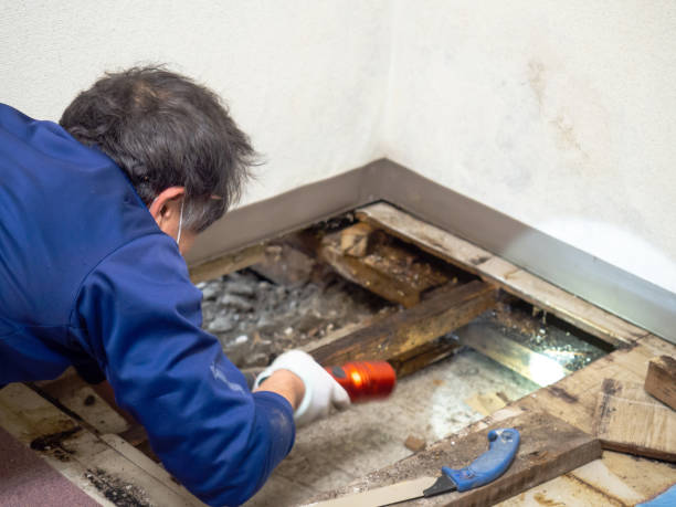 Best Crawl Space Mold Removal  in Manitou Springs, CO