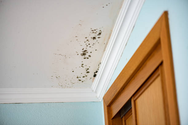 Mold Removal Process in Manitou Springs, CO