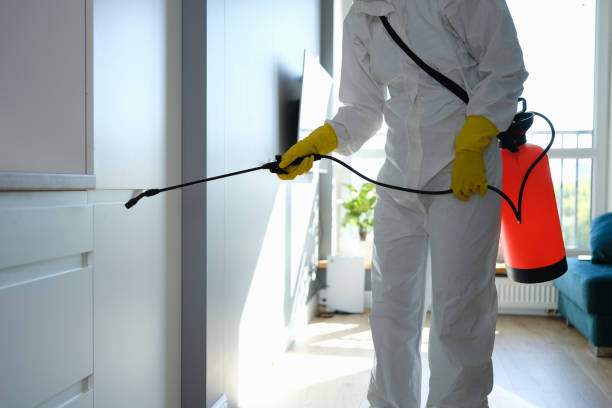 Best Mold Remediation  in Manitou Springs, CO