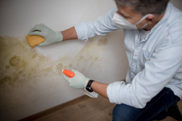 Best Mold Removal and Inspection  in Manitou Springs, CO