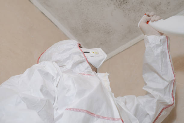 Certified Mold Removal in Manitou Springs, CO