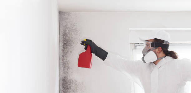 Best Commercial Mold Removal  in Manitou Springs, CO