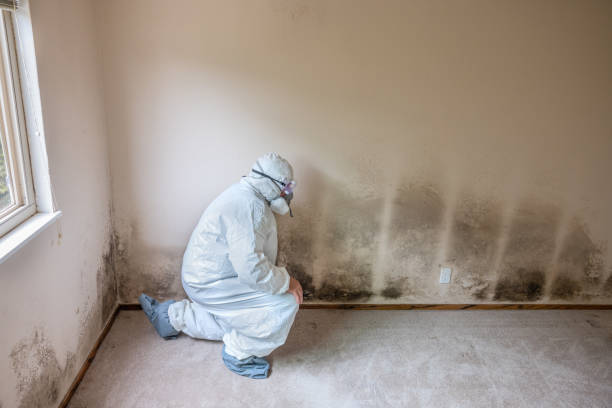 Best Toxic Mold Removal  in Manitou Springs, CO