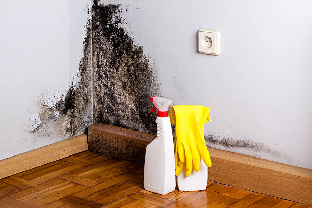 Best Affordable Mold Removal  in Manitou Springs, CO