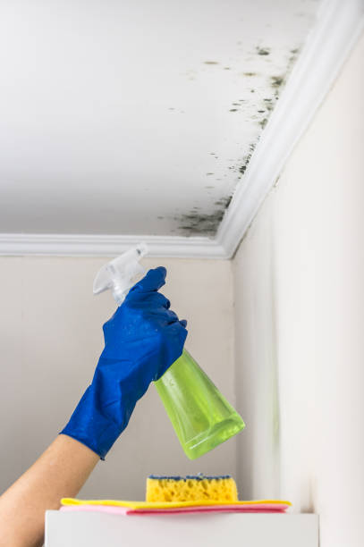 Home Mold Removal in Manitou Springs, CO