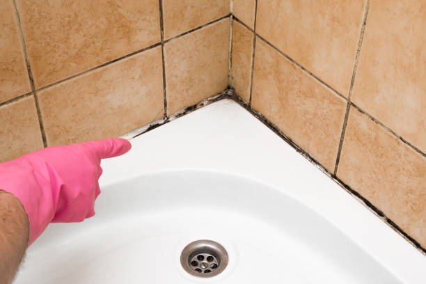 Best Certified Mold Removal  in Manitou Springs, CO